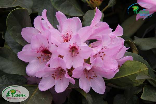 Rhododendron Frühlingsbeginn